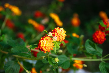 Lantana flowers with colorful petals on a background of green bush.