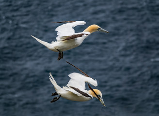 Fototapeta na wymiar Isolated Morus bassanus pair flying over island with feather on beak