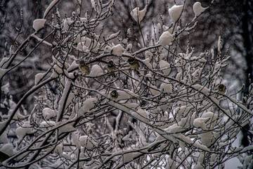 Воробьи на кусте со снегом