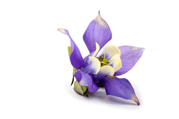 Blue aquilegia flower