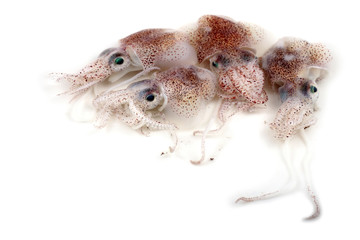 Little cuttlefishes