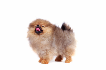 Dog breed pomeranian spitz