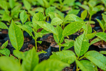 Agriculture - greenhouse sowing. seeders in the greenhouse. sowing in the greenhouse concept. sowing in the greenhouse. new life - agribusiness.