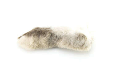 A real hare paw of gray-white color. Talisman for good luck. Rabbit hind paw on white isolated background. Symbol of wealth and prosperity