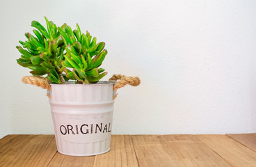 Beautiful crassula ovata gollum, a succulent plant, with leaves turning red on a wooden table. Home decoration.