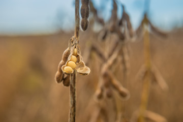 Agriculture - Soy Harvest, Selected Soybean Seed, High Productivity - Agribusiness