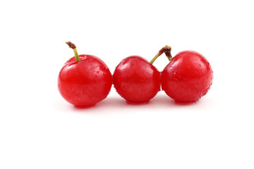 Nanking cherry