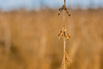 Agriculture - high yield soybean crop - details, soybean seed macro - mature soybean pod - Agribusiness