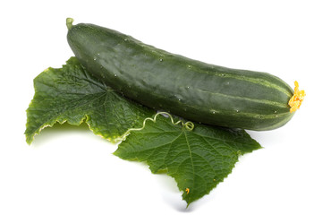 Cucumber and leaves