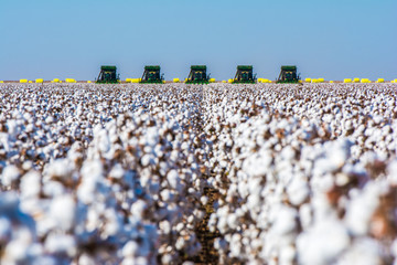 Correntina, Bahia, Brazil, February 26, 2019: Agriculture - Machines in formation harvesting ripe cotton, high productivity, aerial image, cotton bales in the field, blue sky - Agribusiness
