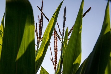 Fototapeta premium sprouts of corn close-up