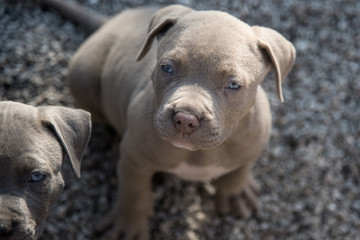 American Bully Pitbull Welpe 