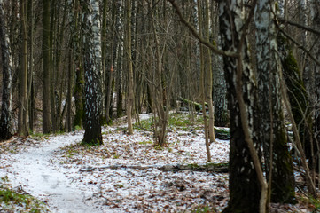 little snow in the forest, Moscow
