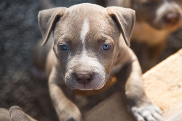 American Bully Pitbull Welpe 