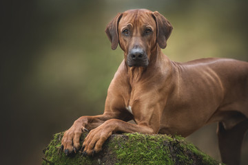 Portrait of a beautiful rhodesian ridgeback dog on the nature background.
