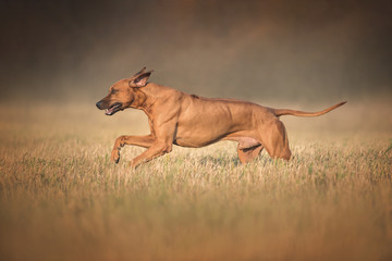 Rhodesian ridgeback dog on the autumn nature background. - 328055593