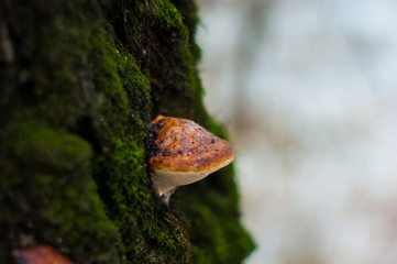 Fototapeta premium mushroom grew on a birch tree in winter, Moscow