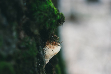 mushroom grew on a birch tree in winter, Moscow