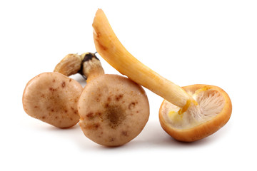 Honey fungus mushrooms