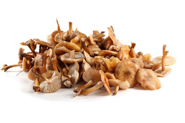 Honey fungus mushrooms