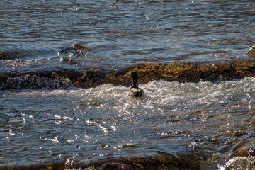 Mallard duck in river stream