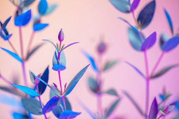 Creative neon background with leaves. Colorful abstract backdrop with vibrant gradients on plants. Exotic floral branch with pink and blue neon colors. Summer twigs with beautiful illumination - 328056362