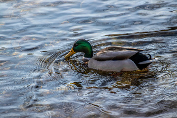Pretty male duck in river, close up