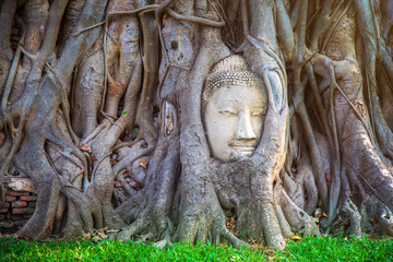 Buddha head entwined within the roots of a tree