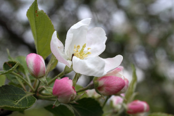 Fototapeta na wymiar Apple flower and buds