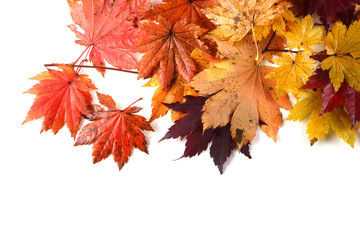 Autumn maple leaves