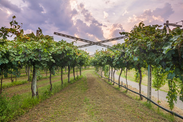 Naklejka premium grape harvest Italy