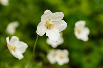 White spring anemone flowers on a blurry green background in the spring garden
