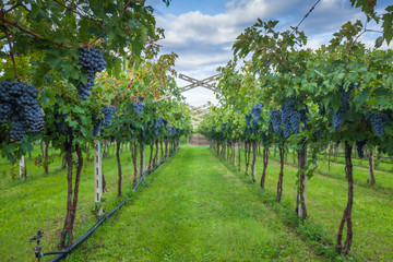 Fototapeta na wymiar grape harvest Italy