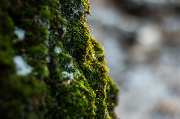 green moss on a birch tree in winter, Moscow
