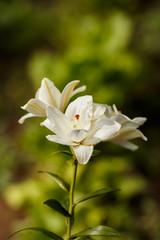 White lilies blossomed in the spring garden on Women's Day