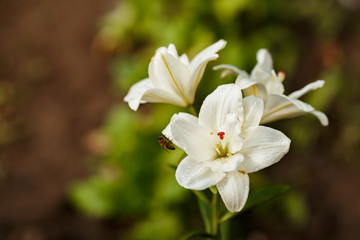 Fototapeta na wymiar White lilies blossomed in the spring garden on Women's Day