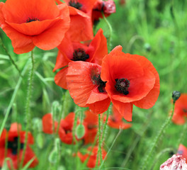 Closeup of poppies, Derbyshire England