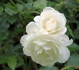 Closeup of a white rose bud England