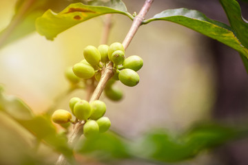 Green coffee beans on the tree branch.
