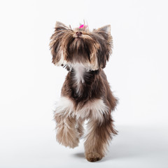 Cute dog with a pink bow on a white background. Yorkshire terrier.