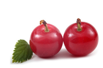 Far eastern cherry and leaf