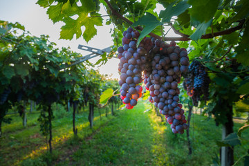 grape harvest Italy