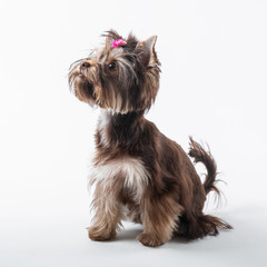Cute dog with a pink bow on a white background. Yorkshire terrier.