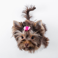 Cute dog with a pink bow on a white background. Yorkshire terrier.