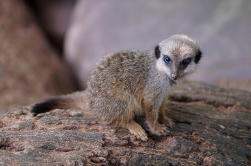 Baby Meerkat