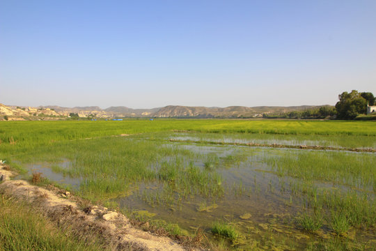 Arroz de Calasparra, Murcia, Espa&ntilde;a