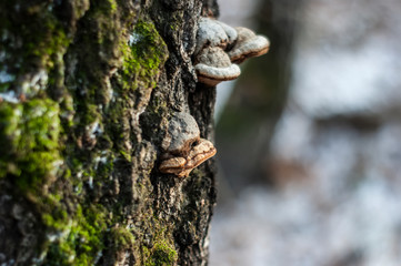 mushroom grew on a birch tree in winter, Moscow