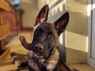 German shepherd dog young puppy eating the bone, meat or granula. Slovakia