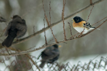 Finch bird winter in wildlife 