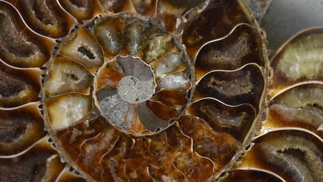 Nautilus shell section, Ammonite fossil shell rotation backdrop. Ancient macro abstract texture Background. Polished ammonite fossil shell with mineral crystals. Close-up 4K UHD video